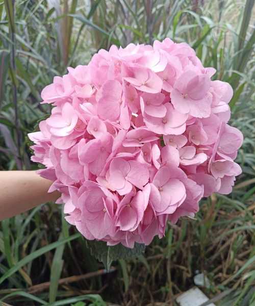 Hortensia Fucsia