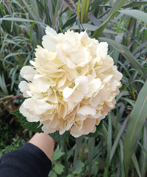 Hortensia Peach