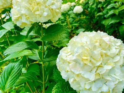 Hortensias frescas